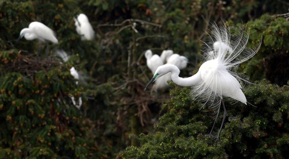 Những bức ảnh động vật đẹp mê hoặc nhung buc anh dong vat dep me hoac nhu tranh ve tren toan cau