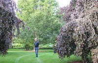 khu vuon ky la noi cham vao cay cung gay chet nguoi