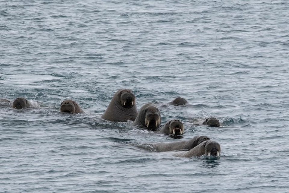 anh dong vat dep me hon trong moi dieu kien thoi tiet khac nhau