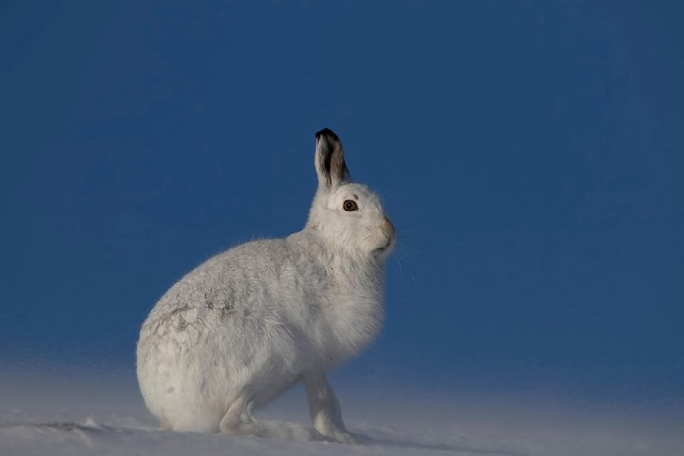 anh dong vat dep me hon trong moi dieu kien thoi tiet khac nhau