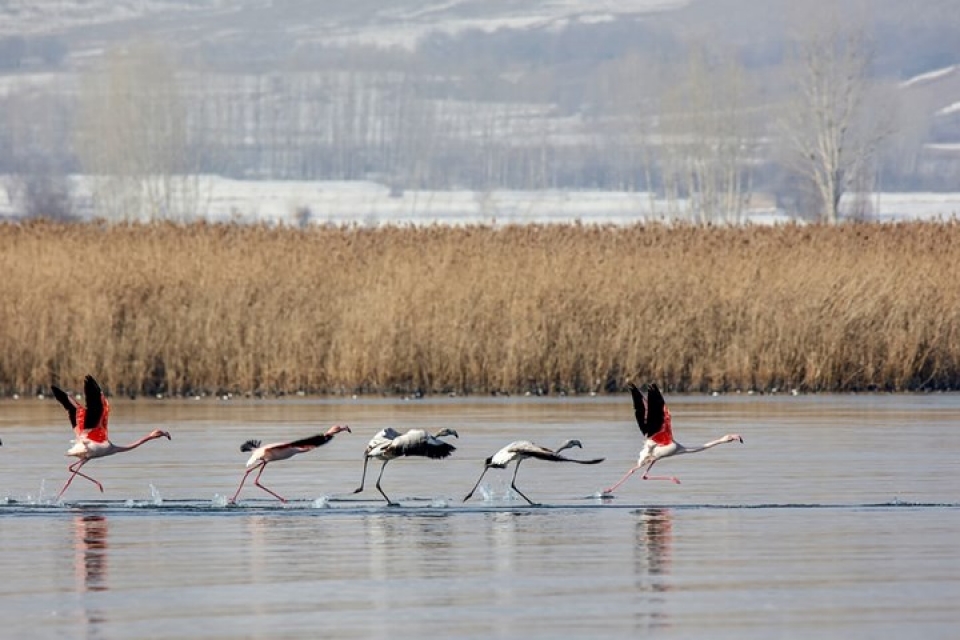 anh dong vat dep me hon trong moi dieu kien thoi tiet khac nhau
