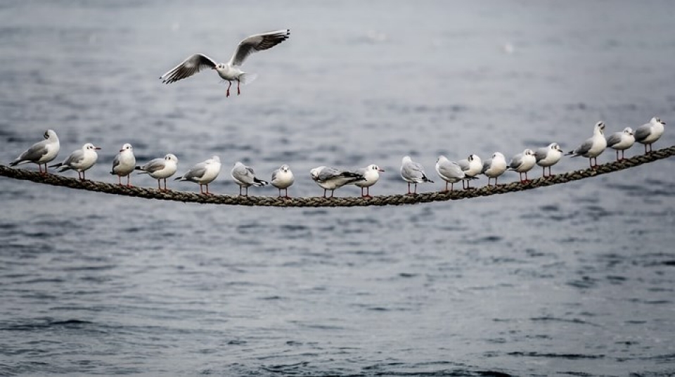 anh dong vat dep me hon trong moi dieu kien thoi tiet khac nhau