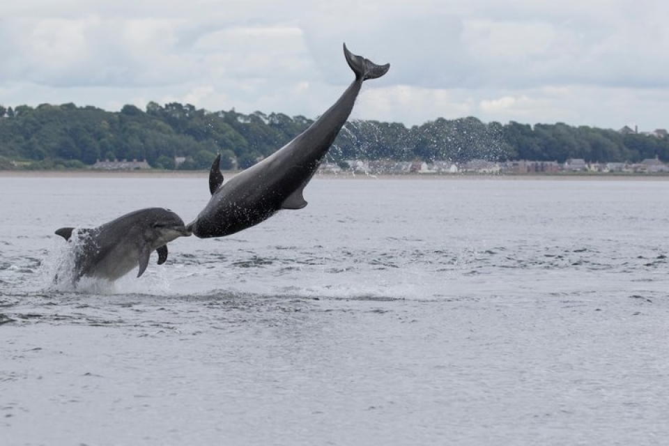 anh dong vat dep me hon trong moi dieu kien thoi tiet khac nhau