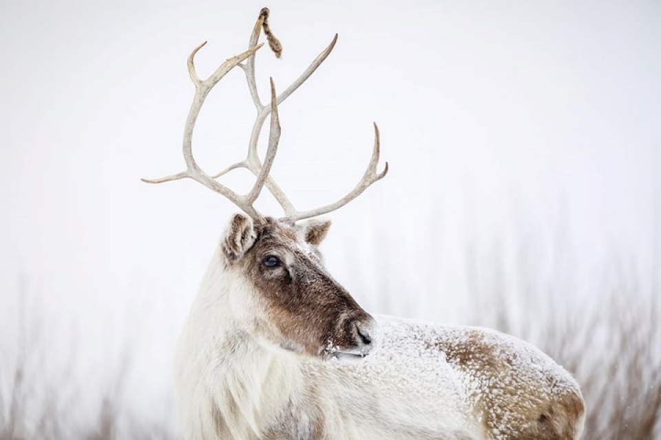 anh dong vat dep me hon trong moi dieu kien thoi tiet khac nhau