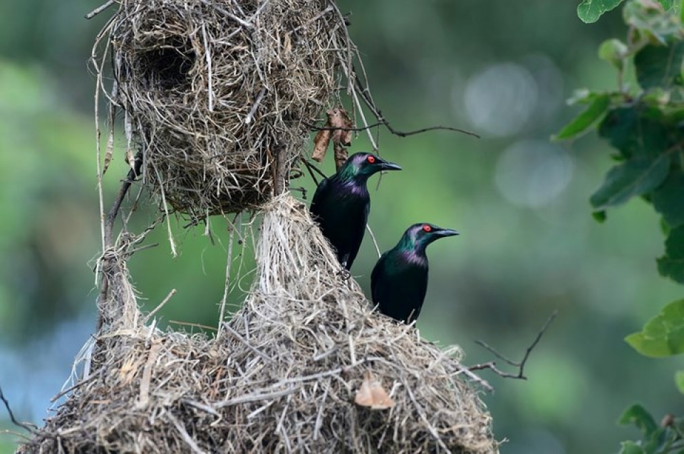 anh dong vat dep me hon trong moi dieu kien thoi tiet khac nhau