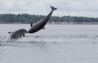nhung buc anh an tuong ve cac cap doi dong vat tren the gioi