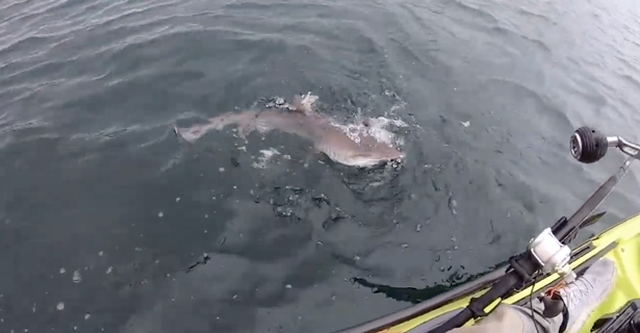 Scotland: Cá mập xám táo tợn tranh cướp cá với ngư dân