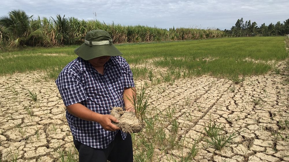 bien doi khi hau giai phap phuc hoi vuon cay an trai sau han man