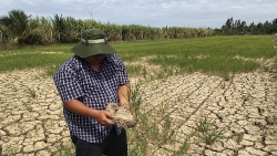 Biến đổi khí hậu: Giải pháp phục hồi vườn cây ăn trái sau hạn mặn