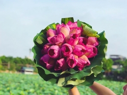 Mùa của những người yêu hoa sen