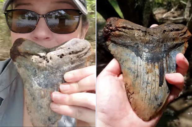 mot phu nu tim thay chiec rang ca map co dai 5 trieu nam tuoi