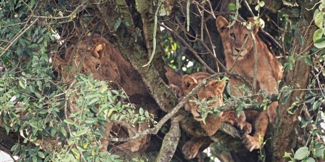 Sư tử nằm chen chúc nhau ngủ trên cây chứa nhiều độc tố su tu nam chen chuc nhau ngu tren cay chua nhieu doc to