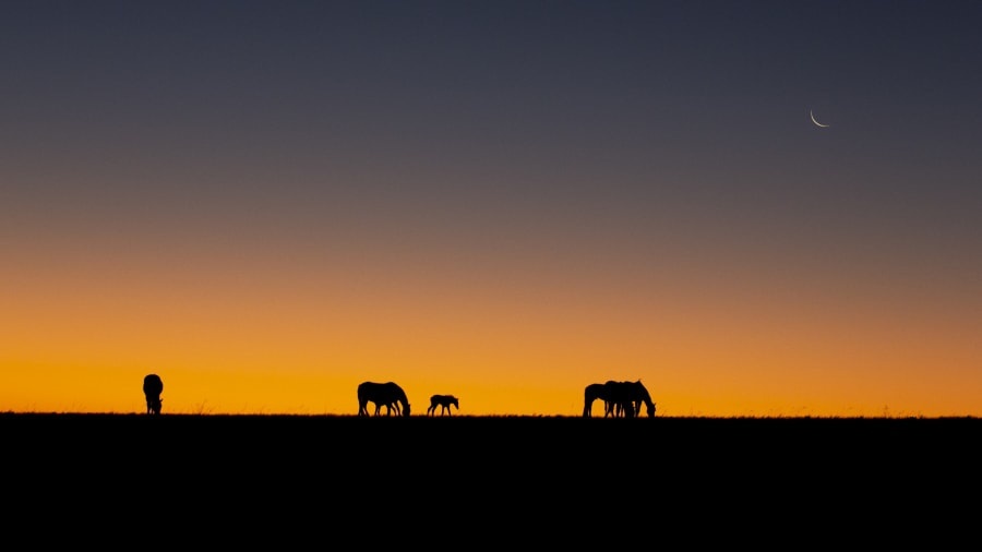 nhung con ngua hoang cuoi cung o namibia doi mat tai hoa