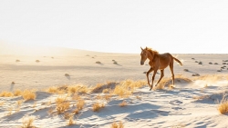 Namibia: Những con ngựa hoang cuối cùng đối mặt tai họa