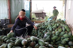 Sơn La xuất khẩu 30 tấn xoài sang thị trường Hoa Kỳ