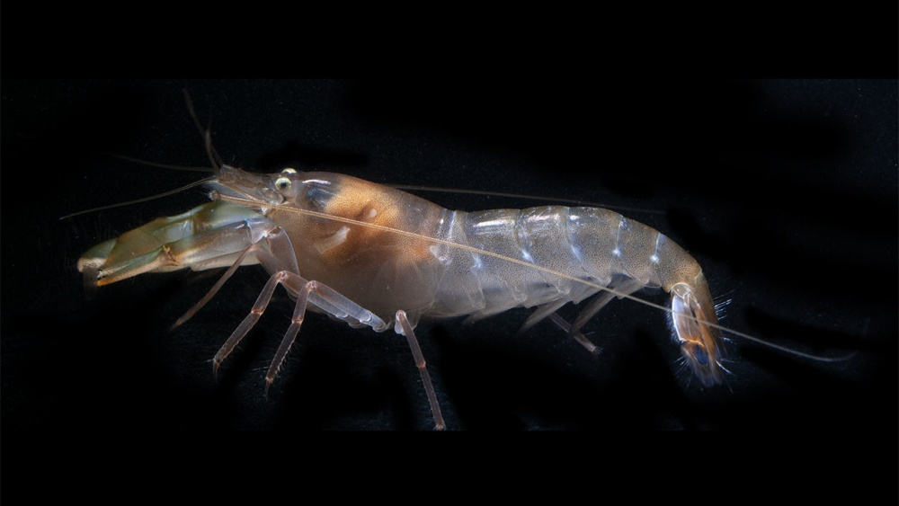 2814 snapping shrimp 1280x720