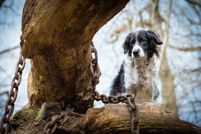 bi an chuyen cay co thu bi xieng xich chang chit suot hang tram nam