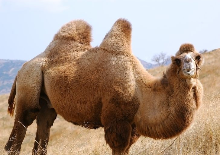 Những loài động vật có thể sống lâu nhất mà không cần thức ăn, 30 năm mới ăn 1 bữa nhung loai dong vat co the song lau nhat ma khong can thuc an