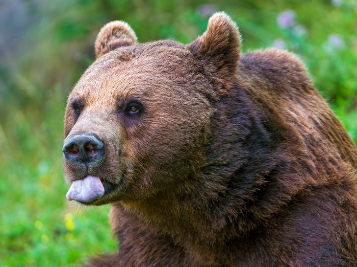 Những loài động vật có thể sống lâu nhất mà không cần thức ăn, 30 năm mới ăn 1 bữa nhung loai dong vat co the song lau nhat ma khong can thuc an