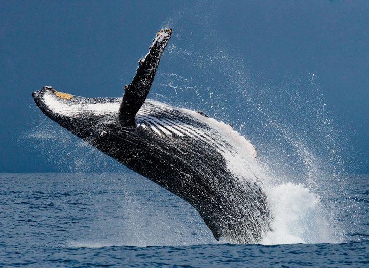 Những loài động vật có thể sống lâu nhất mà không cần thức ăn, 30 năm mới ăn 1 bữa nhung loai dong vat co the song lau nhat ma khong can thuc an