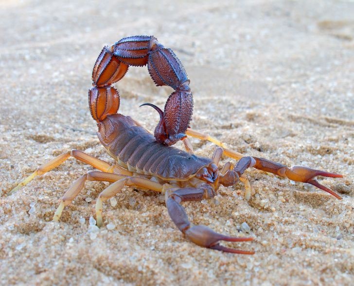 Những loài động vật có thể sống lâu nhất mà không cần thức ăn, 30 năm mới ăn 1 bữa nhung loai dong vat co the song lau nhat ma khong can thuc an