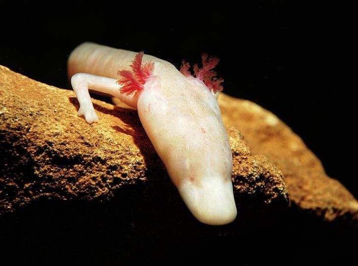 Những loài động vật có thể sống lâu nhất mà không cần thức ăn, 30 năm mới ăn 1 bữa nhung loai dong vat co the song lau nhat ma khong can thuc an