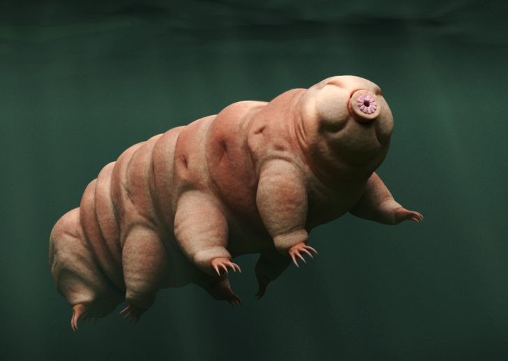 Những loài động vật có thể sống lâu nhất mà không cần thức ăn, 30 năm mới ăn 1 bữa nhung loai dong vat co the song lau nhat ma khong can thuc an