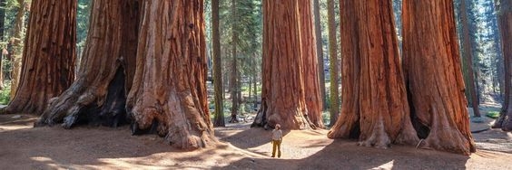 Khám phá công viên Sequoia, đọ dáng với những gốc cây cổ thụ khổng lồ hàng nghìn năm tuổi
