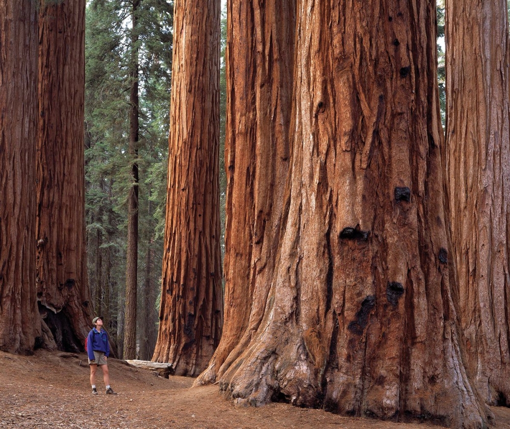 Khám phá công viên Sequoia, xem du khách đọ dáng với những gốc cây cổ thụ khổng lồ hàng nghìn năm tuổi