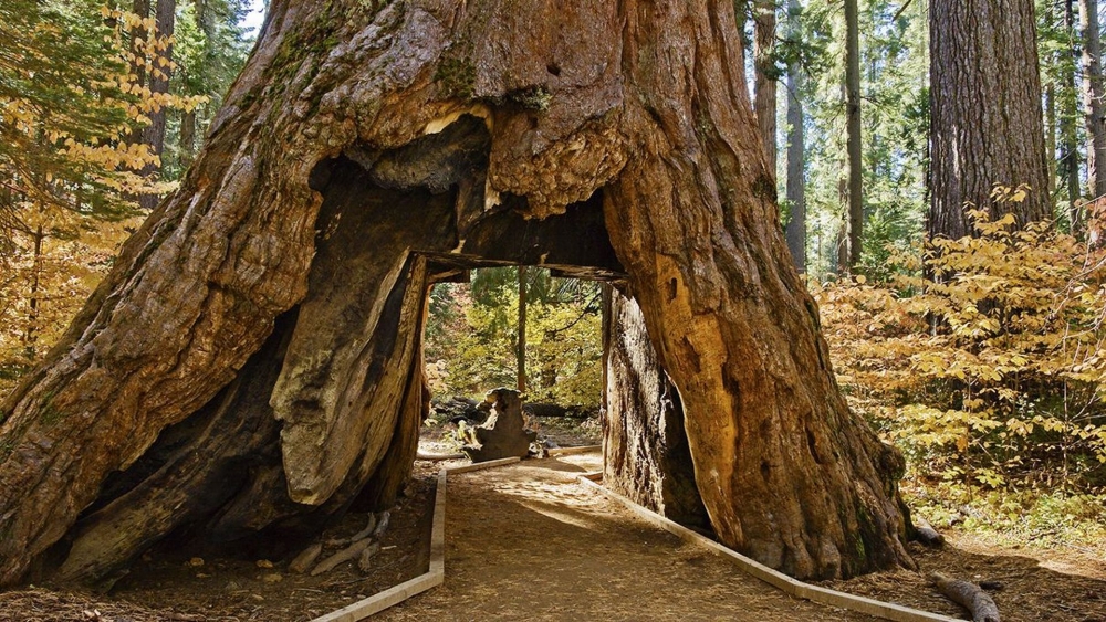 Khám phá công viên Sequoia, đọ dáng với những gốc cây cổ thụ khổng lồ hàng nghìn năm tuổi