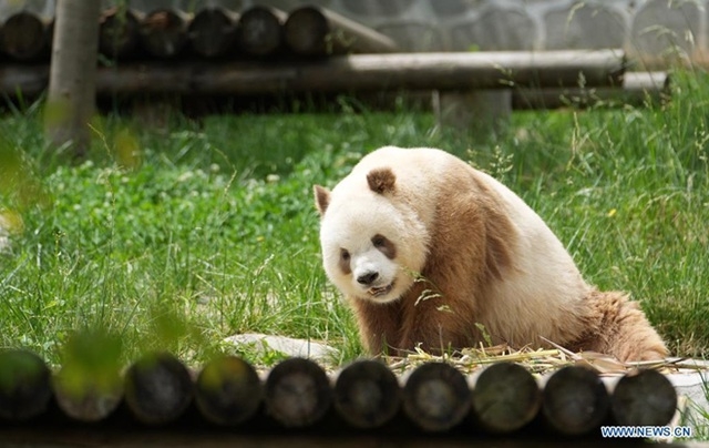 Tìm hiểu sắc tố lông của gấu trúc nâu, do sự kết hợp giữa 2 gien lặn