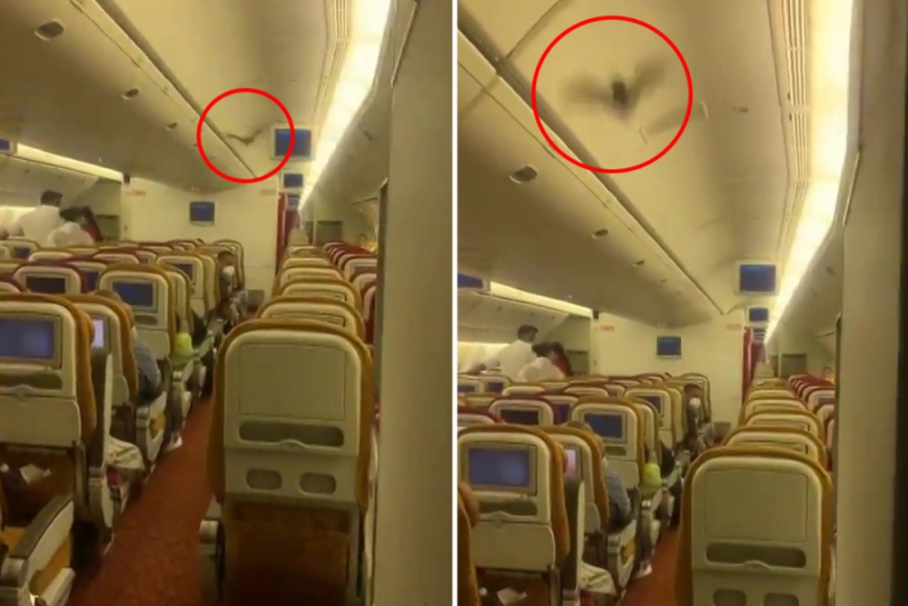 Sự cố dơi trong cabin buộc máy bay phải quay lại