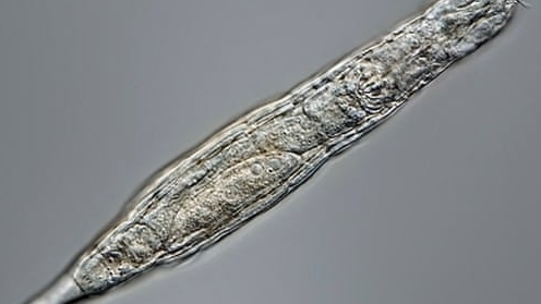 Phát hiện loài luân trùng hồi sinh, nhân bản vô tính thành công sau 24.000 năm ngủ đông