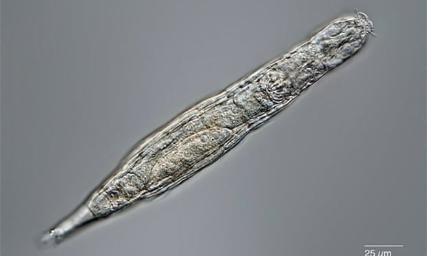 Phát hiện sinh vật hồi sinh sau 24.000 năm bị đóng băng