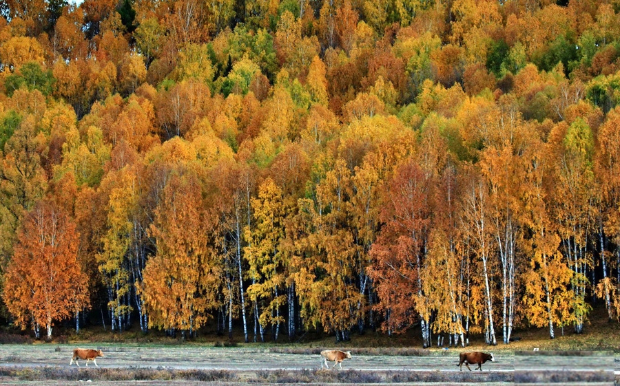 Ngắm cảnh bốn mùa ở ngôi làng đẹp nhất Trung Quốc