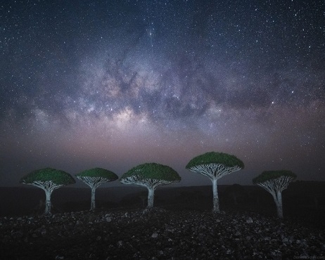 Cây máu rồng kỳ lạ, hàng trăm năm tuổi, có rễ mọc ngược Cây máu rồng kỳ lạ, hàng trăm năm tuổi, có rễ mọc ngược