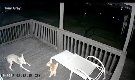 Vedeo chú mèo nuôi thoát chết ngoạn mục trước nanh vuốt cho sói