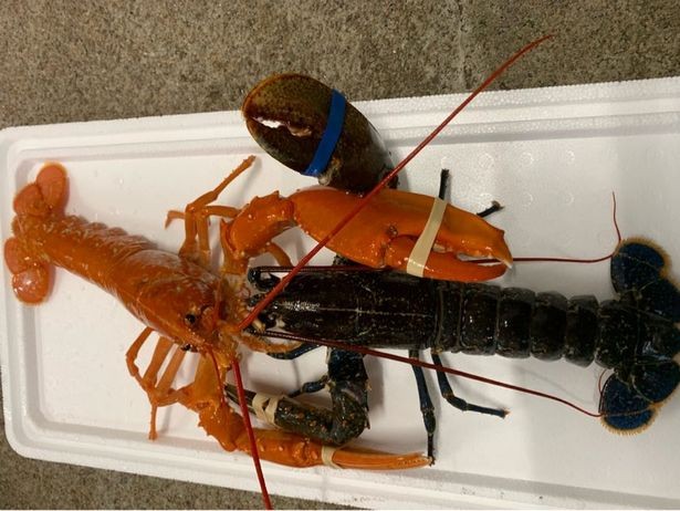 Tôm hùm màu cam sa lưới ngư dân Anh Tôm hùm màu cam sa lưới ngư dân Anh