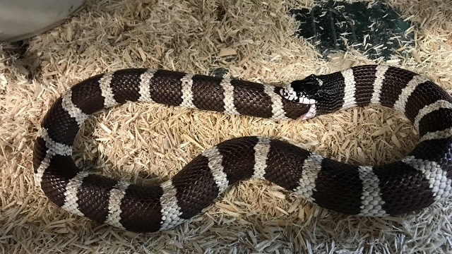 Con người phải can thiệp khi rắn nuôi tự nuốt đuôi vì quá đói