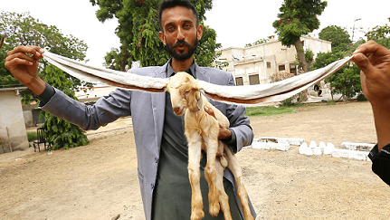 Đôi tai dài gần nửa mét của chú dê gây xôn xao mạng xã hội