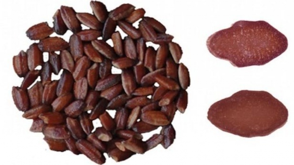 trung quoc lai tao thanh cong gao tim giup chua benh ung thu