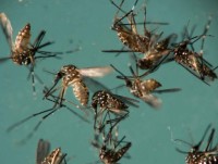 Mỹ phát hiện muỗi mang virus Zika tại miền Nam bang New Mexico