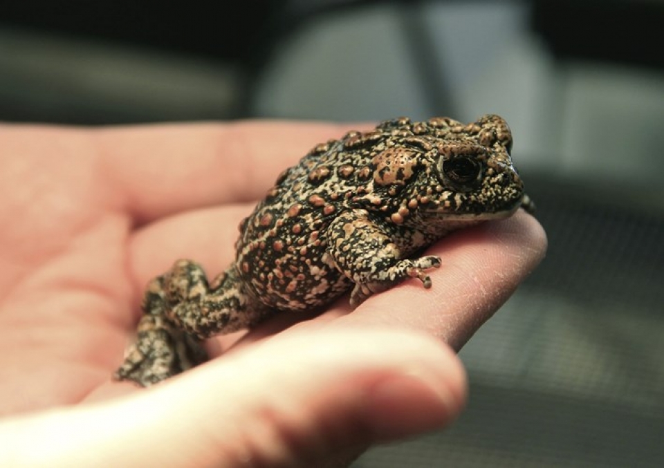 nhung buc anh tuyet dep ve dong vat hoang da khap the gioi