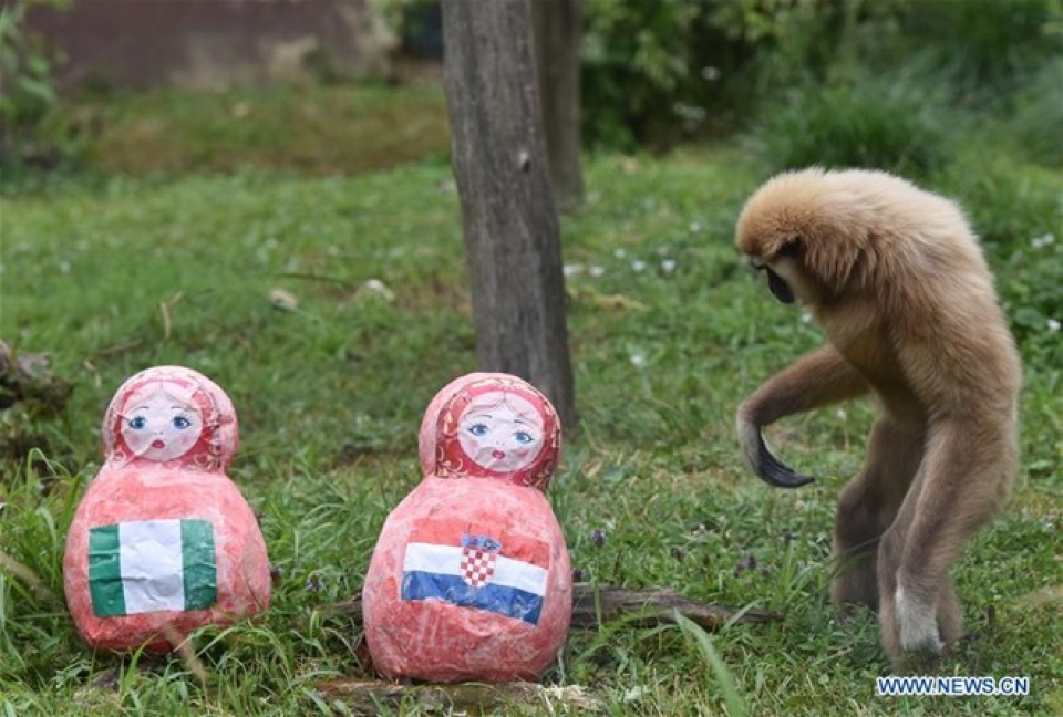 nha tien tri cua croatia du doan doi tuyen nga thang o tu ket