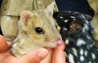 Australia đưa trở lại lục địa loài mèo túi biến mất suốt 50 năm