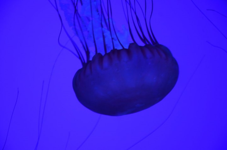 lan kham pha ho sua vang dep nhat hanh tinh