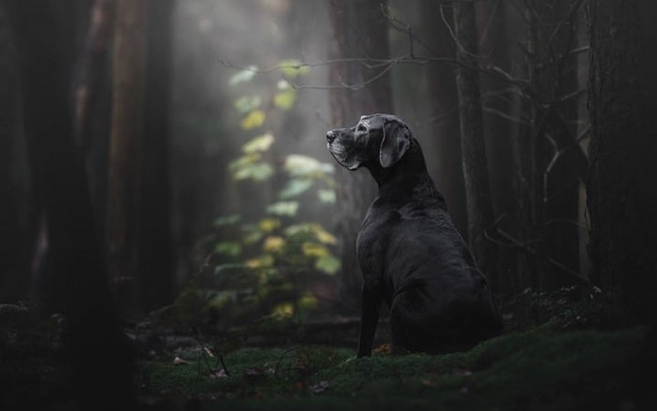 xa stress dau tuan voi nhung buc anh cho cung dep nhat 2018