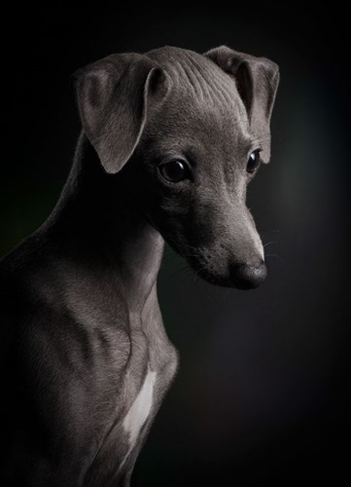 xa stress dau tuan voi nhung buc anh cho cung dep nhat 2018