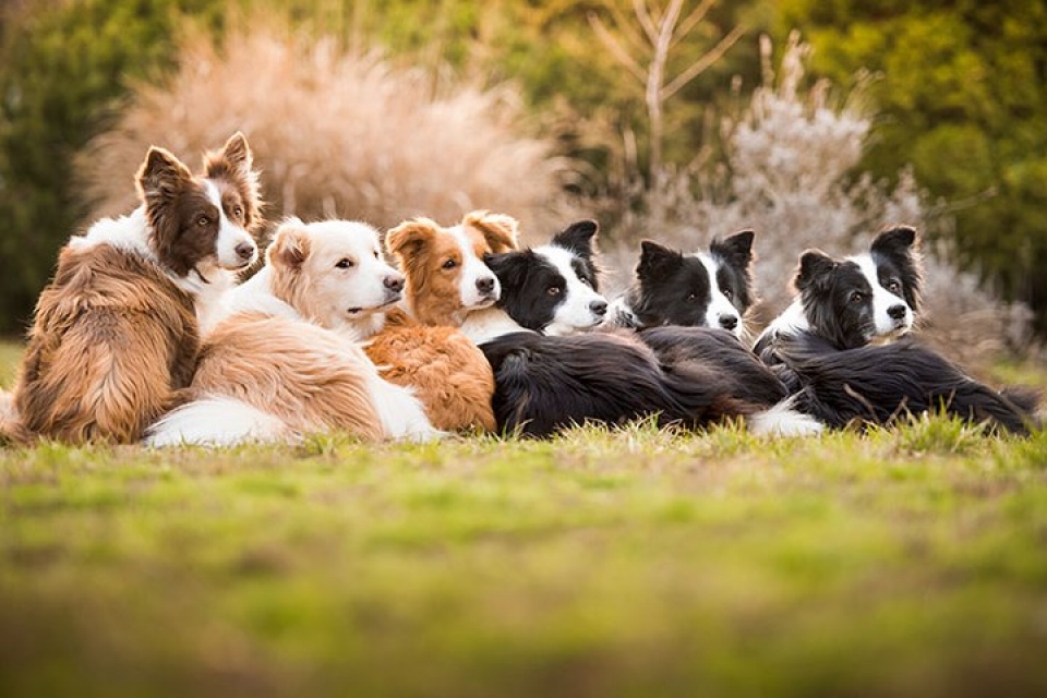 xa stress dau tuan voi nhung buc anh cho cung dep nhat 2018