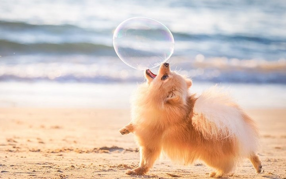 xa stress dau tuan voi nhung buc anh cho cung dep nhat 2018